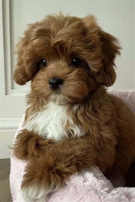 Toy Cavapoo Guide Size Price Lifespan Temperament Etc Puptraveller