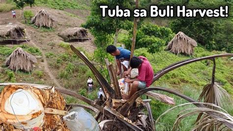 Paano Kumuha Ng Tuba Sa Taas Ng Buli O Buri Palm Alak Sa Buli Tuba