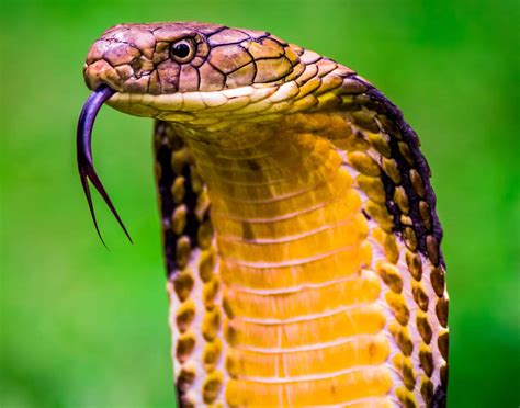 2 Types of Venomous Snakes in Japan (DANGEROUS) - Bird Watching HQ