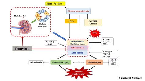 Antioxidants Free Full Text Tenovin 1 Ameliorates Renal Fibrosis In