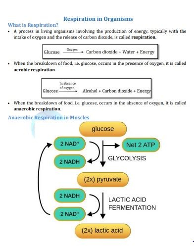 Class Science Chapter Respiration In Organisms