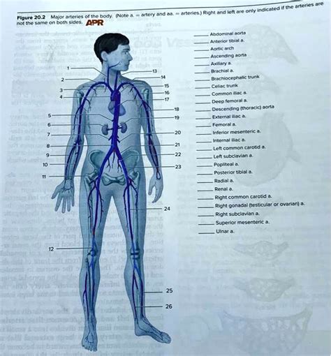 SOLVED Label The Major Arteries Of The Body Noting That They Are Not