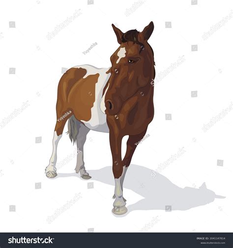 Vector Illustration Spotted Horse Isolated Image Stock Vector (Royalty ...