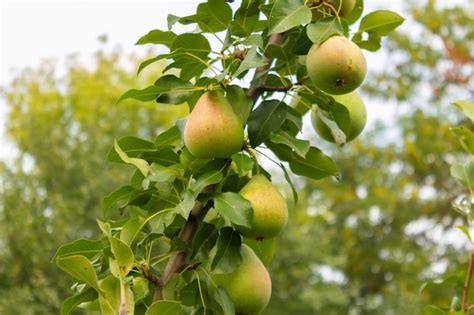 Closeup Of A Pear Tree With Fruits In A Farm Garden Ripe Pears Several