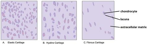 Structure of cartilage | The A Level Biologist - Your Hub