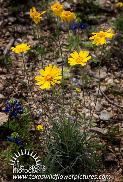 Texas Wildflower Identification Index Texas Wildflower Pictures And Identification By Gary