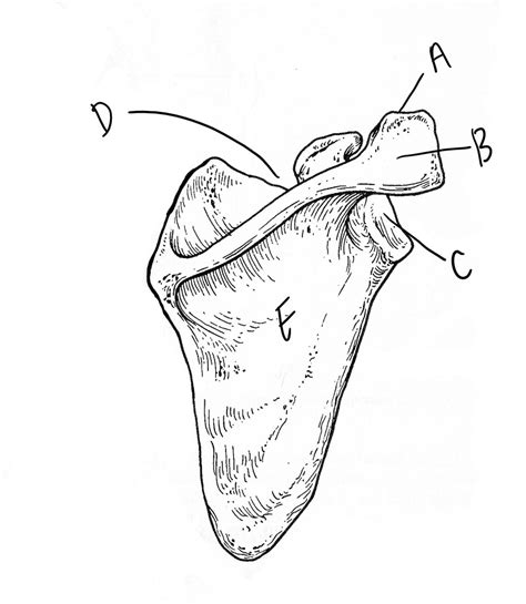 Shoulder Diagram | Quizlet