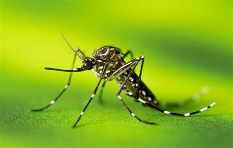 The Challenges in Managing Aedes Aegypti