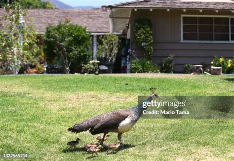 Peacock Images Free Photos And Premium High Res Pictures Getty Images