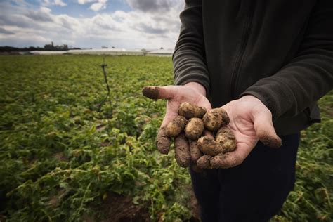 Panorama tras la granizada en Sanlúcar Los agricultores somos duros