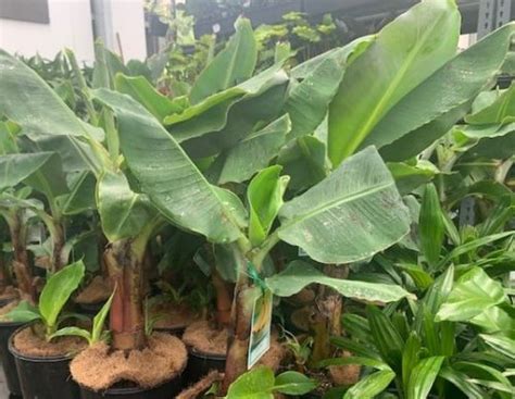 Pisang Serendah Dwarf Cavendish Banana Herbalwise Holdings