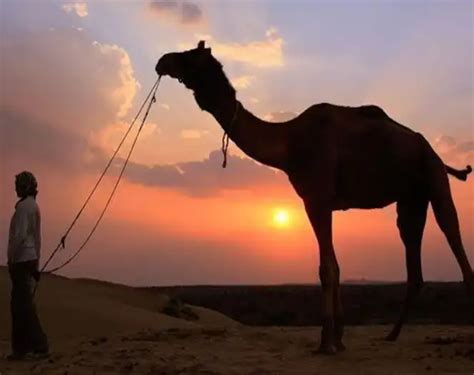 Jaisalmer Desert Safari Package Tent Room Rate List Tariff