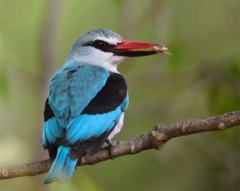 Birdlife on Safari - The Most Common Safari Birds