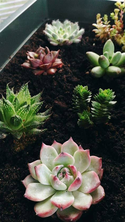 Пин от пользователя Marina l на доске Цветы | Суккуленты, Растения, Цветы