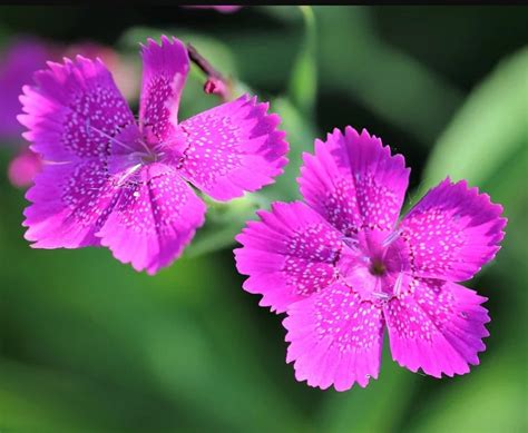 Гвоздика полевая: характеристика, описание сорта, фото, посадка и уход ...