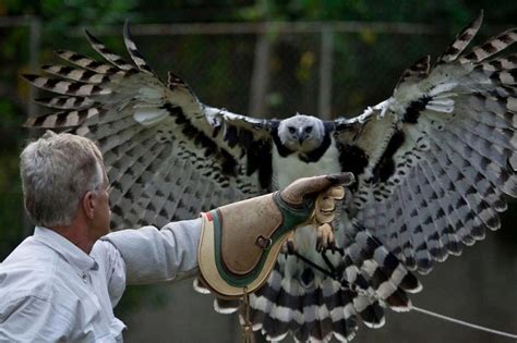 Harpy Eagle Wingspan