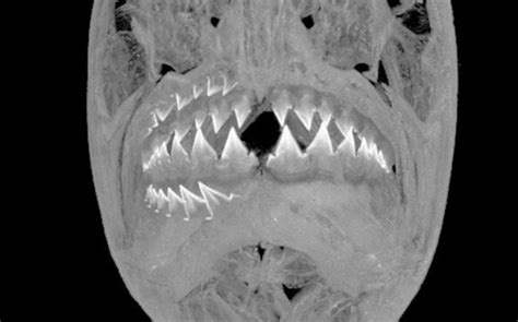 Piranha teeth are even more incredible than we thought