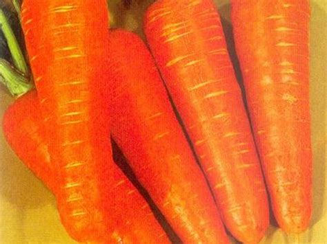 Carrot Seeds -Kuroda (Sakata Seeds) -100g