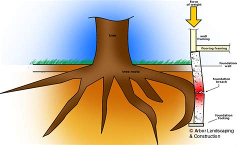 Barrier Zipper Galleries: Barrier Root Tree