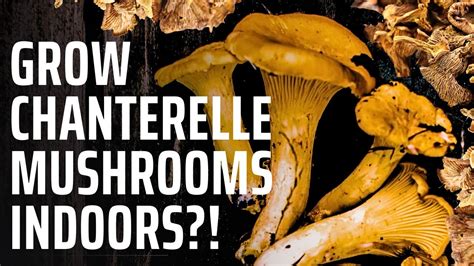 Growing Golden Chanterelle Mushrooms Is This Possible Youtube