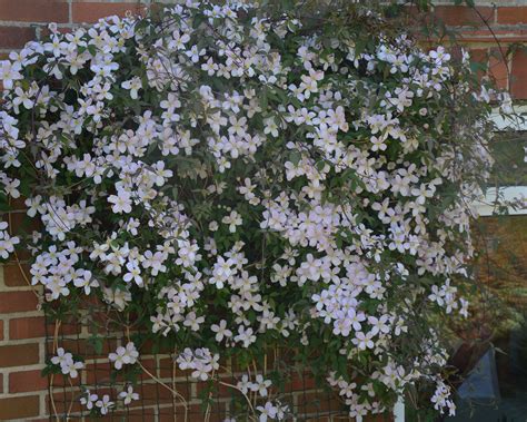 How To Prune Clematis Follow Our Expert Tips And Enjoy More Flowers Gardeningetc