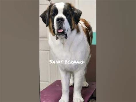 saint bernard 🐶|pet stylist|dog grooming|dog lovers|dog owners|dogs and ...