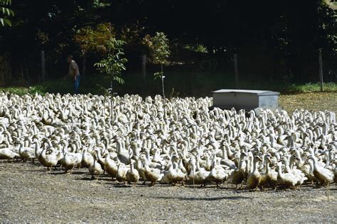 Grippe Aviaire Vigilance En France Apr S Des Cas De Transmission Aux