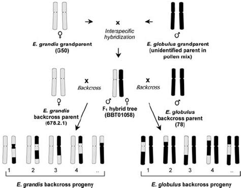 The Pseudo Backcross Crossing Scheme And Genetic Structure Of The