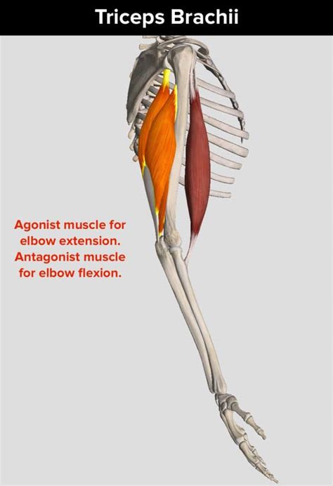 Quick Beta - Agonist and Antagonist Muscles - The Climbing Doctor