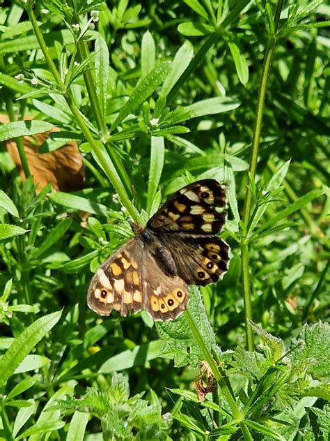 Speckled Wood From Sainte Honorine Des Pertes 14520 Aure Sur Mer