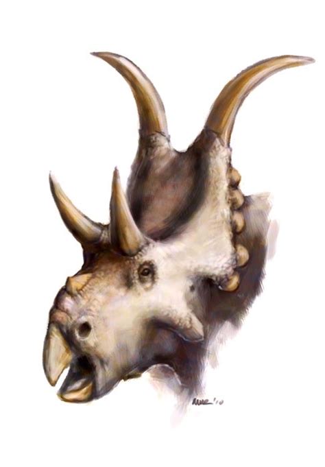 Diabloceratops Skull