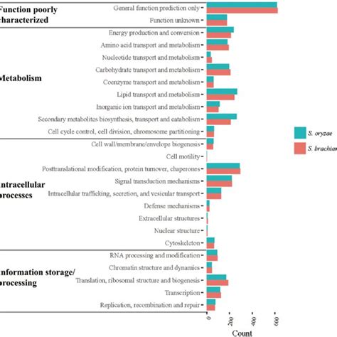 Histogram Of Kog Distribution Of Predicted Proteins From S Brachiariae