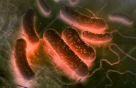 Escherichia Coli Stock Image F Science Photo Library