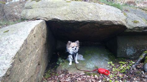 Confirmado Los Perros Se Sienten Un Miembro Más De La Familia El Rastreador De Noticias