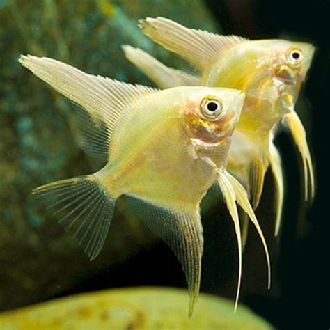 Freshwater Angelfish - Pterophyllum Scalare Gold Angelfish - Arizona Aquatic Gardens