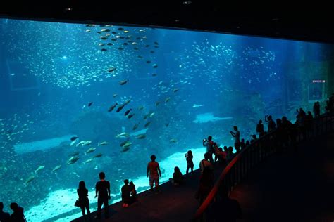 sea aquarium singapore (25) - Living + Nomads – Travel tips, Guides ...