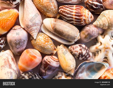 Hot Orange Sea Shells Image And Photo Free Trial Bigstock