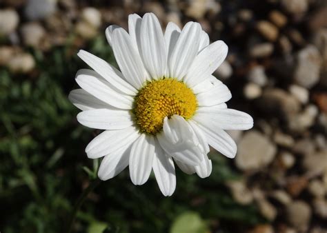 daisy, flower, petals Wallpaper, HD Macro 4K Wallpapers, Images and