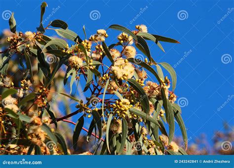 Twig Of Eucalyptus With Buds Flowers And Leaves Stock Image Image Of