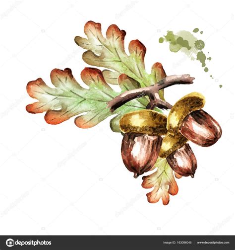 Ветка дуба рисунок - 60 фото