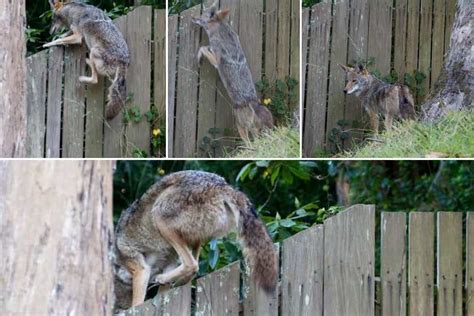 How High Can A Coyote Jump Can They Jump Fences