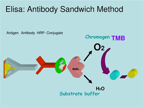 (PDF) O2 Substrate buffer Elisa: Antibody Sandwich Method TMB Chromogen ...