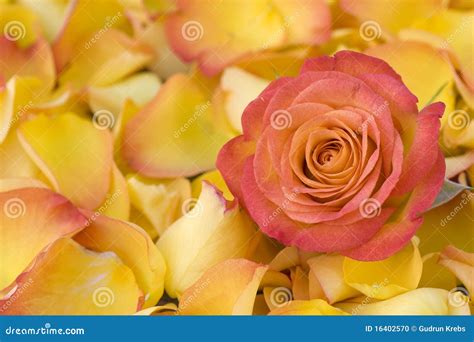 Beautiful Orange Rose with Petals Stock Photo - Image of three, passion ...