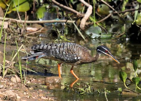 El Pájaro Del Sol Descubre hechos fascinantes e informaci