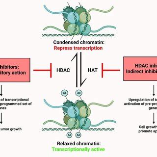 Molecular mechanism of action of HDAC inhibitors (Bi and Jiang 2006) | Download Scientific Diagram