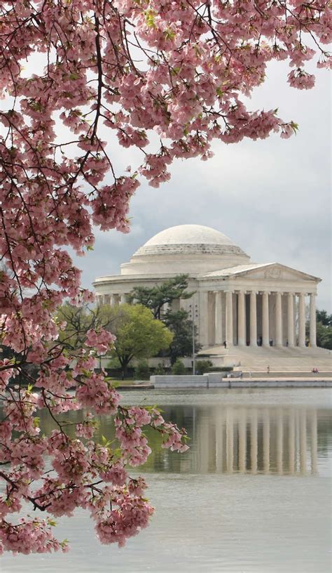 Facts About Washington Dc S Cherry Blossom Festival Artofit