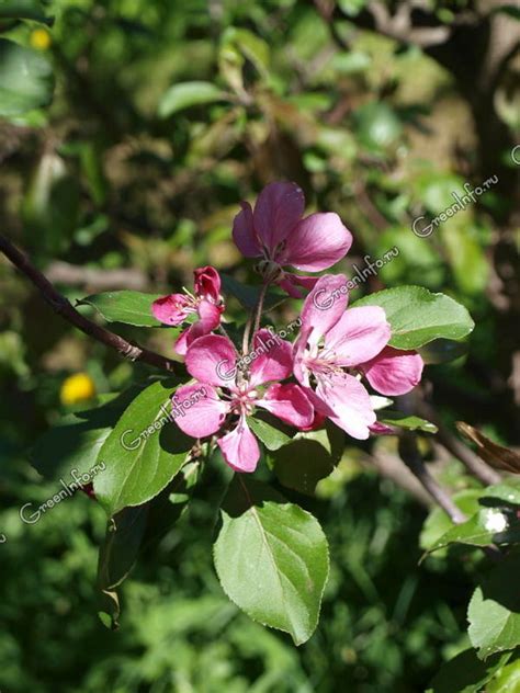 Яблоня пурпурная - Яблоня - Лиственные деревья и кустарники ...