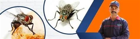 House Flies Pest Control Services At Rs 1000service हाउस फ्लाई