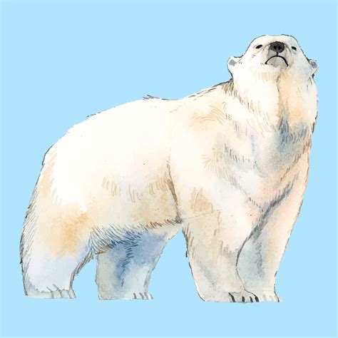 Polar bear watercolor style vector - Download Free Vectors, Clipart Graphics & Vector Art