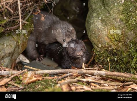 Mink Mating Hi Res Stock Photography And Images Alamy